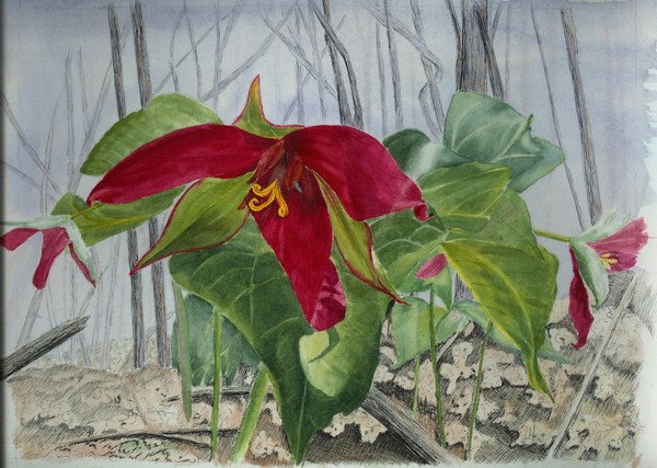 red trillium