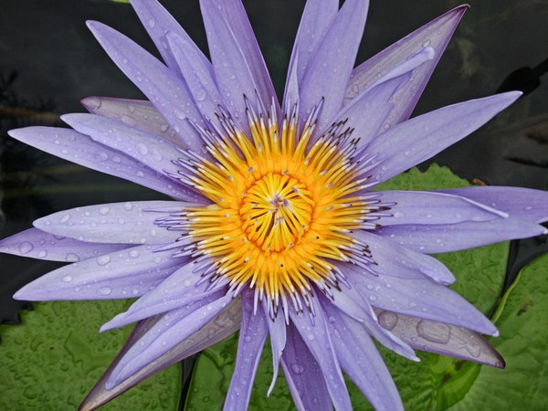 water on petals