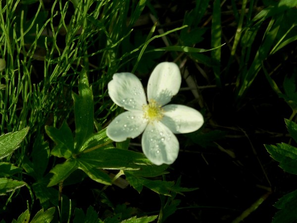 Single white wildflower