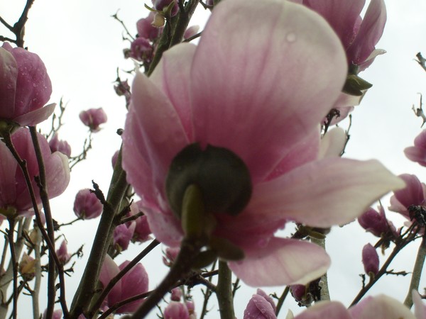 Tulip Magnolia Blooms in Feb