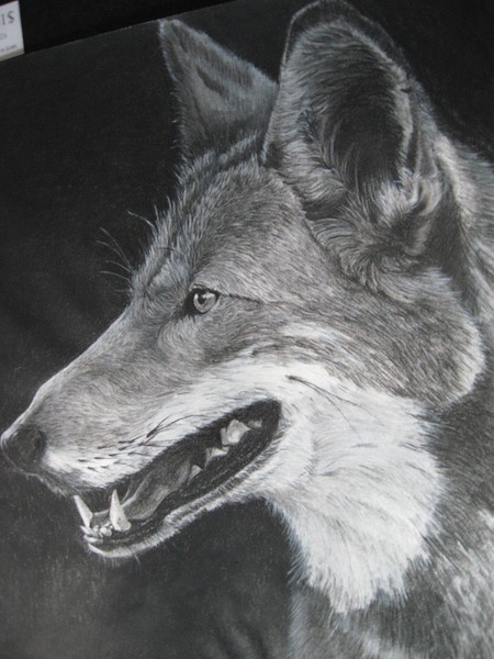 Coyote