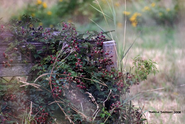 A Bounty of Berries