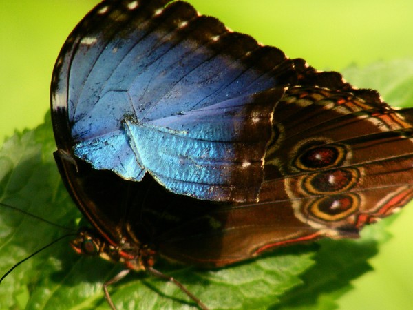 Broken Wing