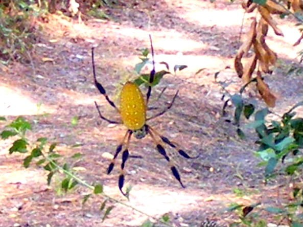 The web IS there