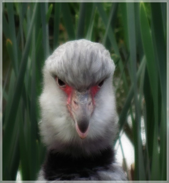 Who is that bird..