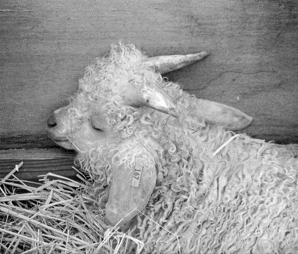 taking a nap