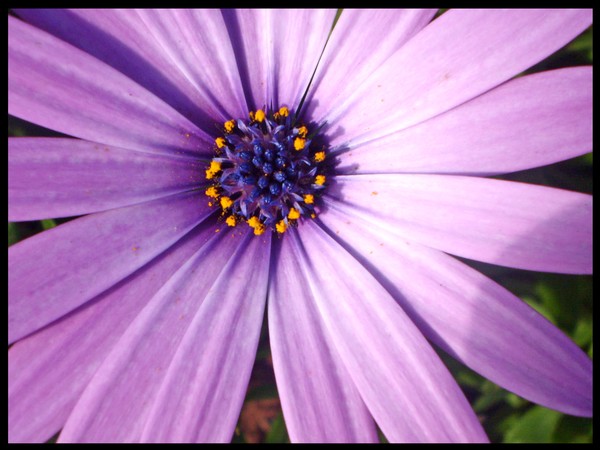 Purple Flower