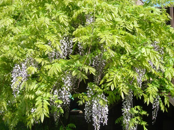 Wisteria