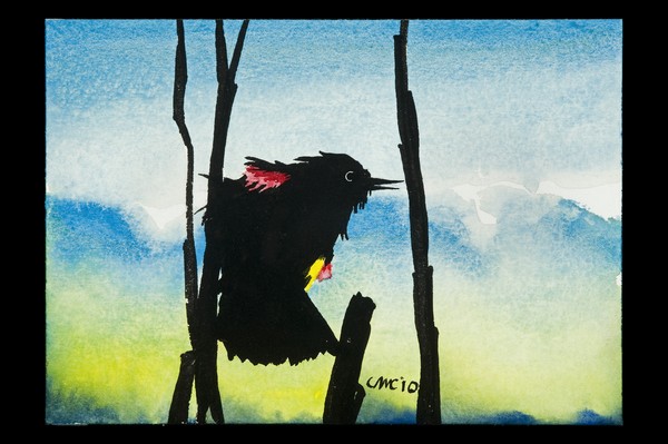 redwinged blackbird