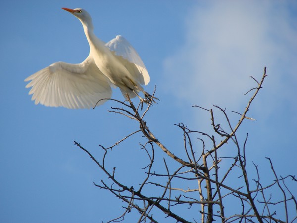 Take Flight