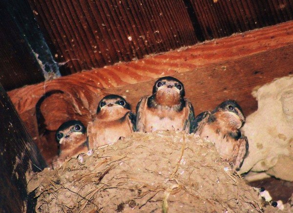 Baby Barn Swallows