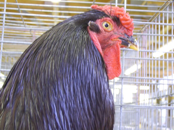 Rooster