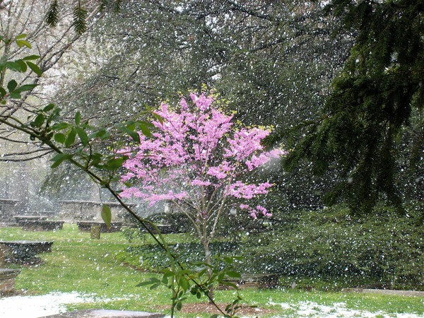 Confused in Spring
