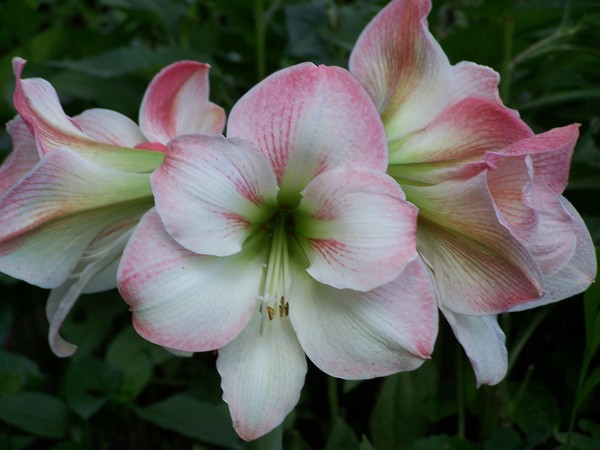 Summer Blooms