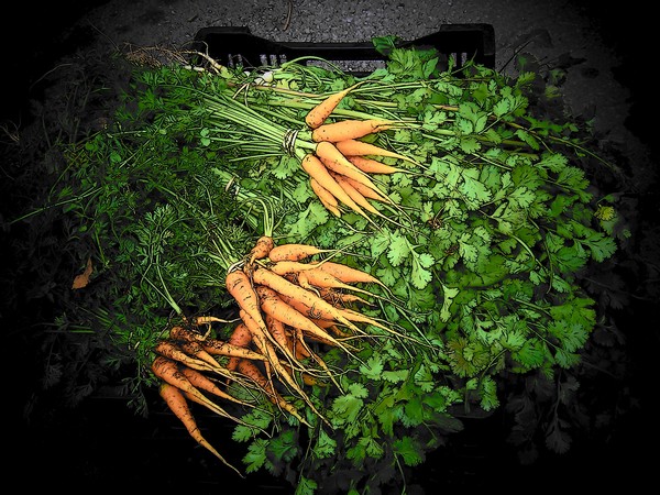 FRESH VEGGIES