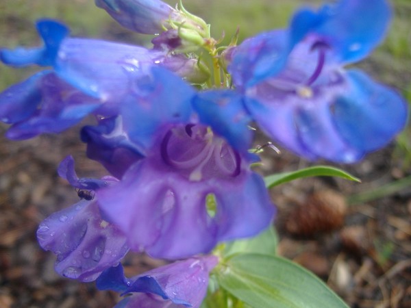 Blue - 1