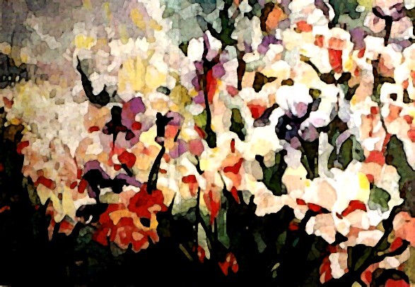 Iris's in Bloom
