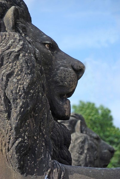 Lions