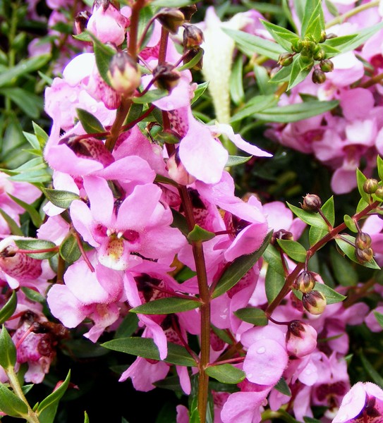Pretty_In_Pink_