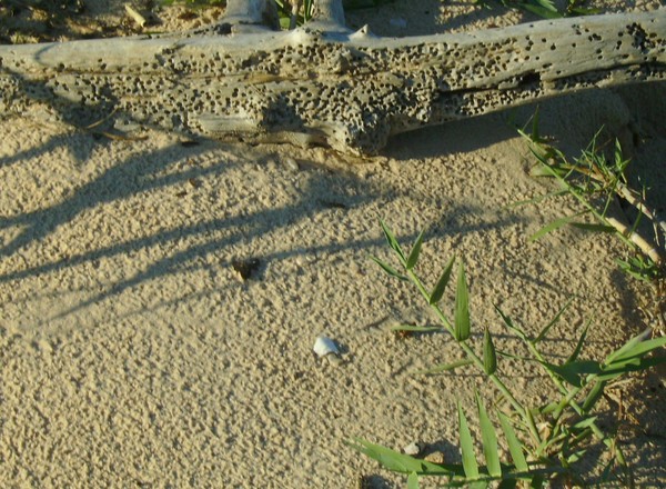 worm holes