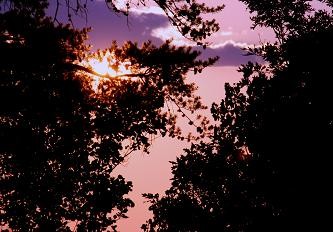 Pink Sunset