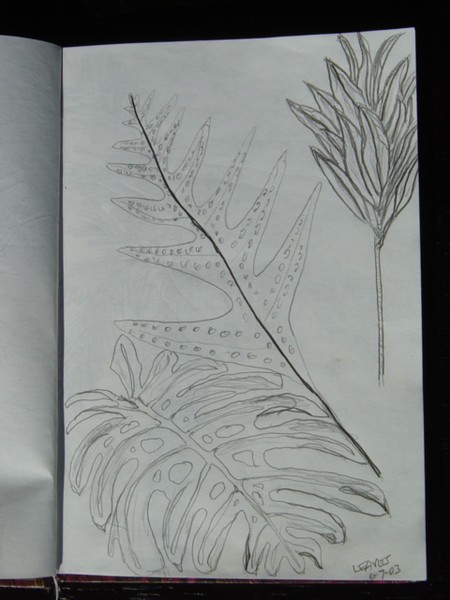 Leaves