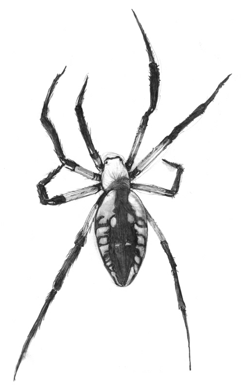garden spider