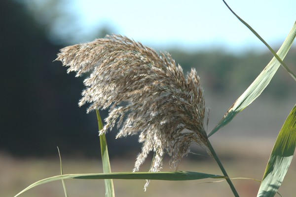 Giant Reed ( Marsh Grass )