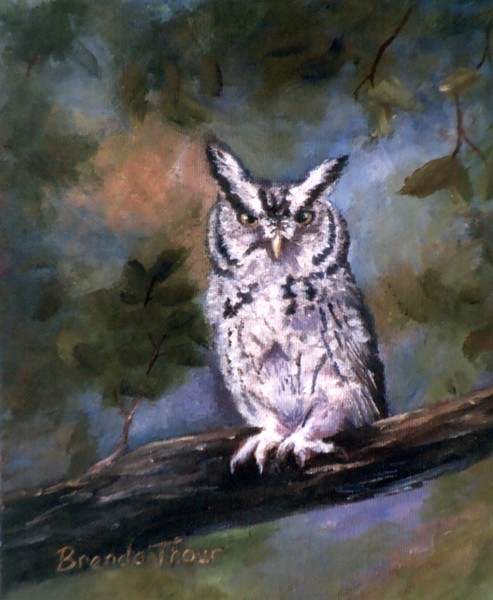 Screech Owl