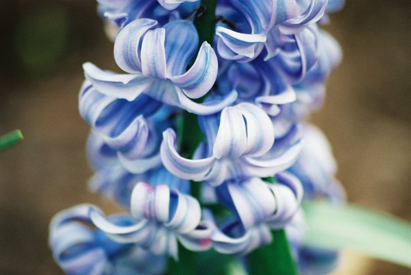 Blues