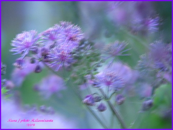 Flora series/4 season/city
