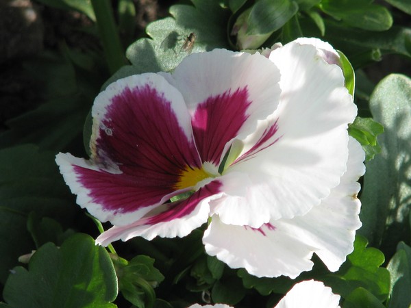 Touch of red in the white..floral