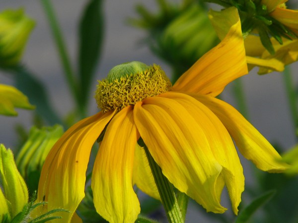 Yellow/green florals