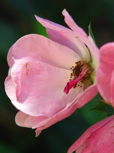 sideways..(pink rose)