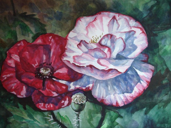 Poppy