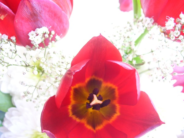 In the Tulip