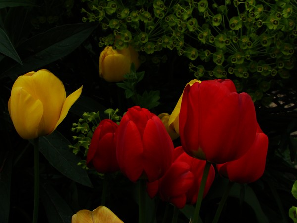 spring