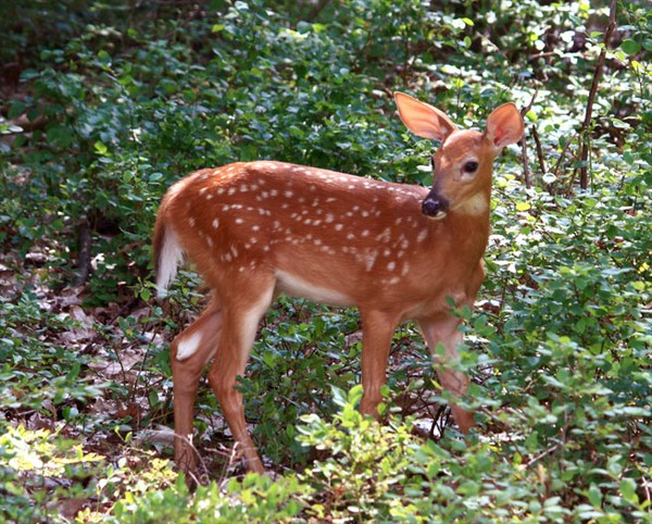 Fawn in Monroe, NY