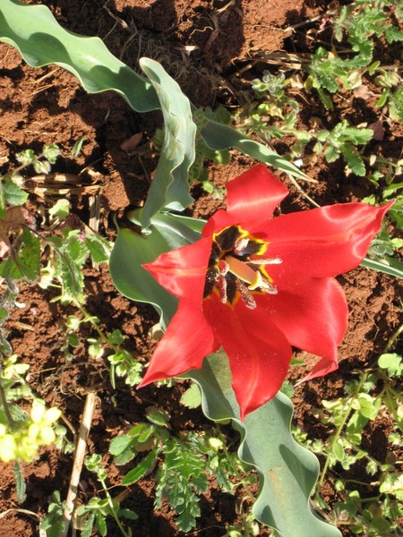 wild tulip of laconia in the ground