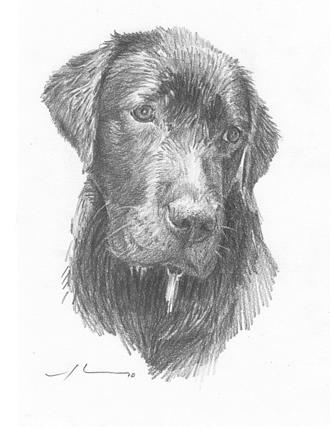 wet dog pencil portrait