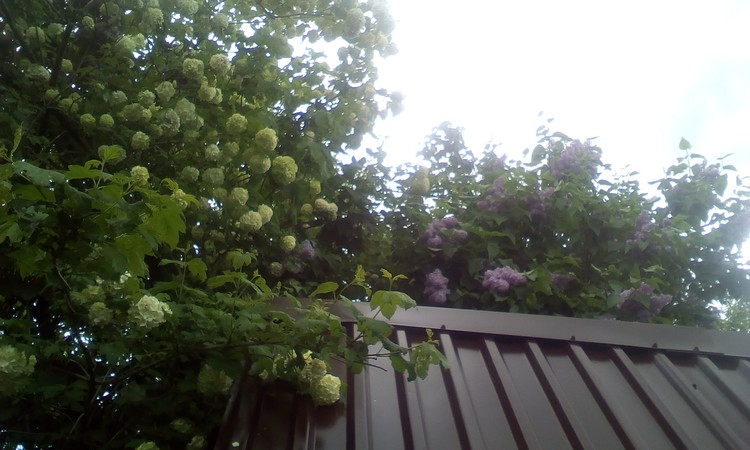 Over the well roof top