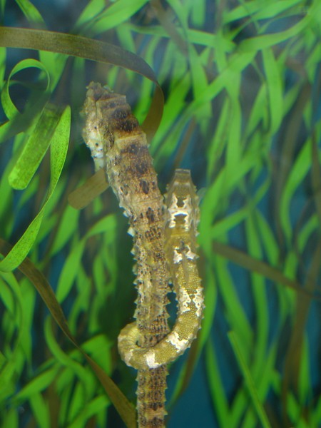 Sea Horse Cuddle