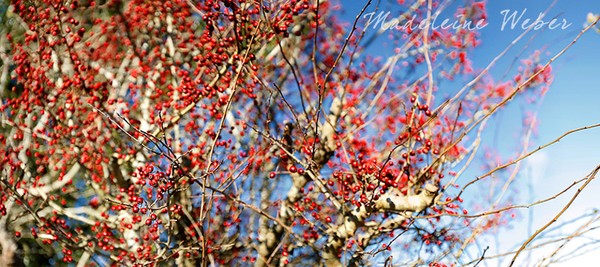 • Autum Cherries