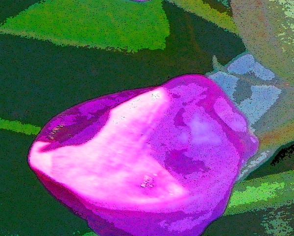 Azalias4