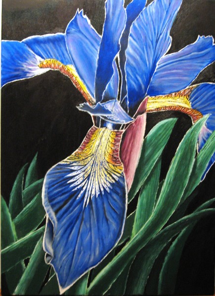 Iris Blue - black background