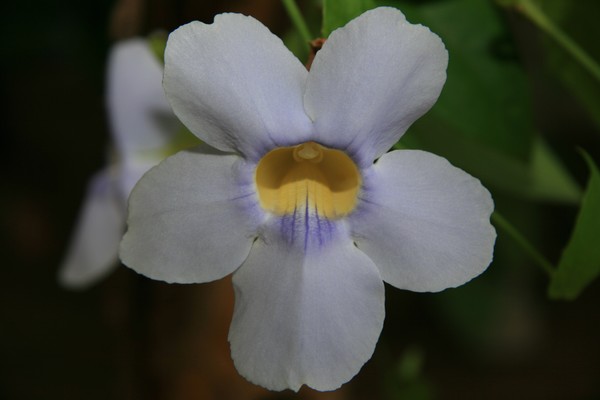 Tropical Floral Series #003