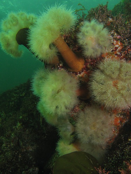 family of anenomes