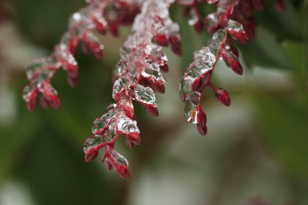 Icey