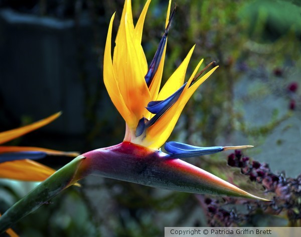 Bird of Paradise