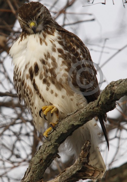 Juvenile Red Tail Hawk